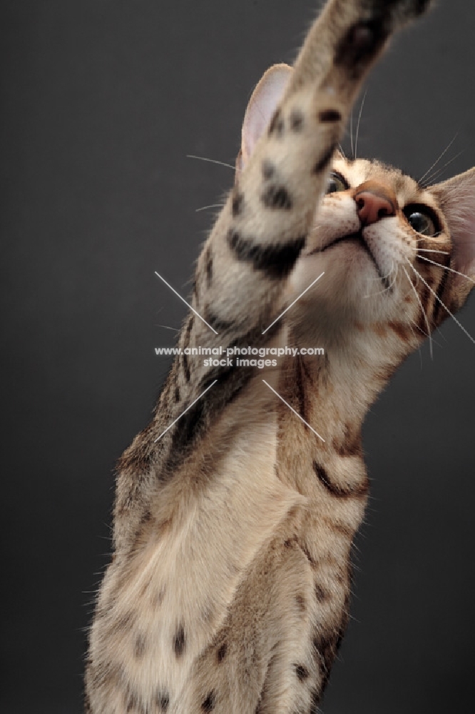 Serengeti cat reaching, brown spotted tabby colour