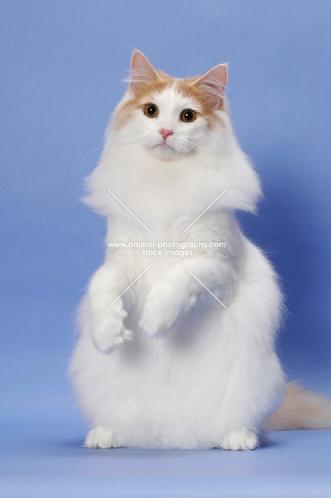 Cream Mackerel Tabby & White Norwegian Forest Cat
