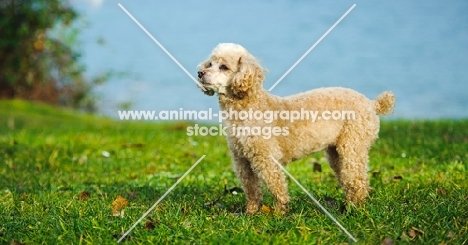 apricot coloured toy Poodle on grass