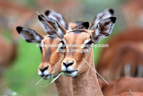 Impala