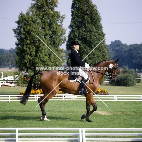 oldenburg, eventing dressage at luhmühlen