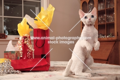 white Devon Rex on hind legs