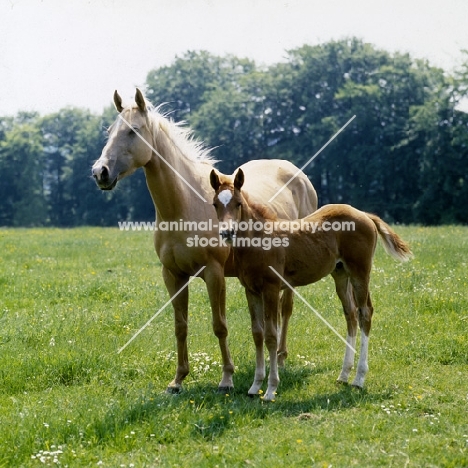 palomino mare and chestnut foal