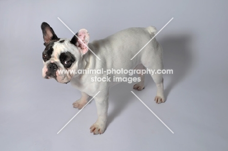 French Bulldog