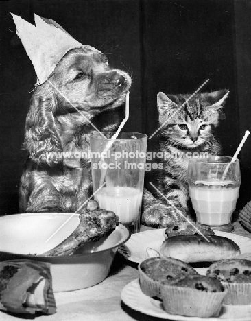 Cocker Spaniel puppy and kitten at party