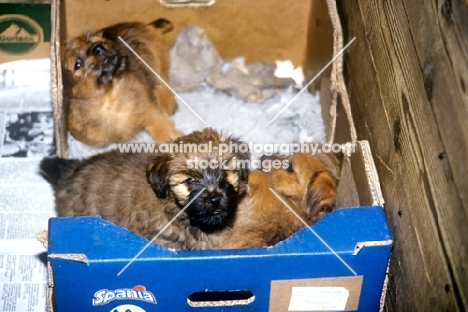 norfolk terrier puppies in a cardboard whelping box 