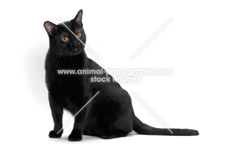 Bombay cat on white background, sitting