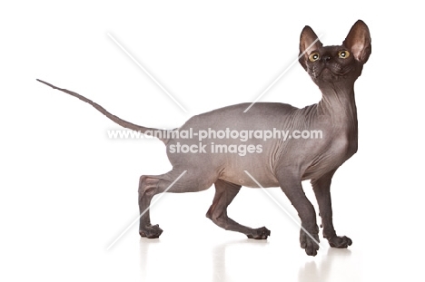 Sphynx cat looking up, side view