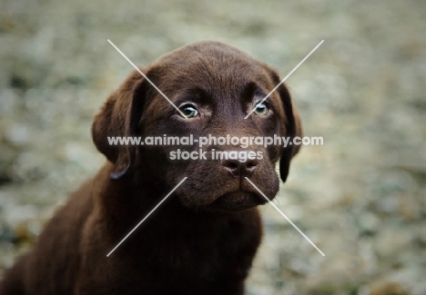 Chocolate Labrador Retriever puppy head shot looking up