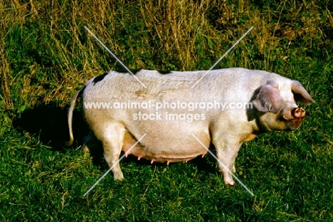 gloucester old spot pig at heal farm 