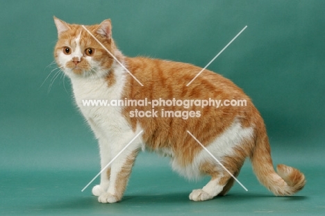 Red Mackerel Tabby & White cat