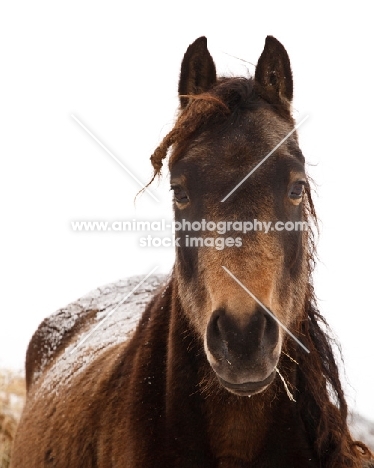 Morgan horse looking at camera