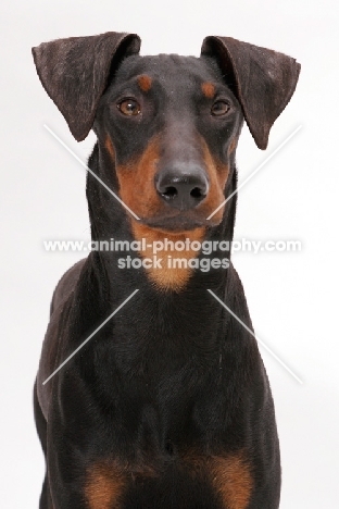 Manchester terrier in studio, portrait