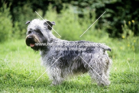 malsville moody blue of farni,  glen of imaal terrier standing on grass