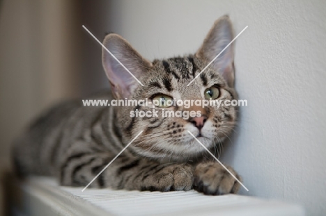 Young tabby cat sitting on radiator