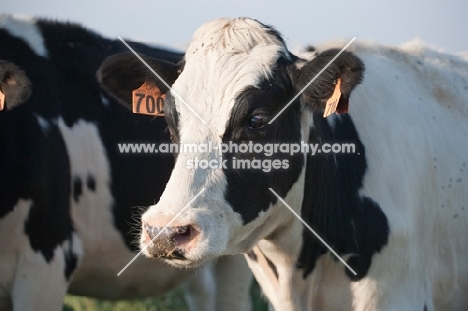 Holstein Friesian cow