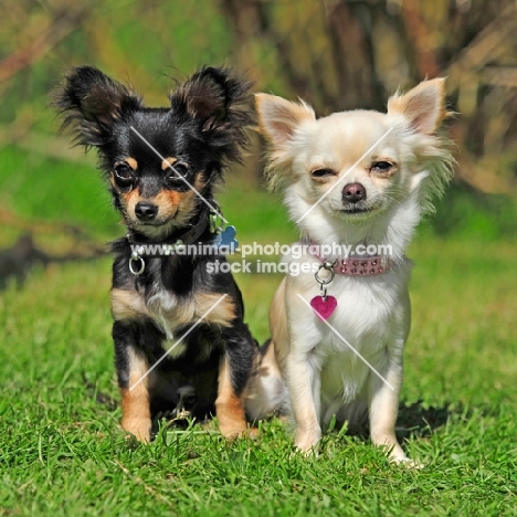 two Chihuahuas