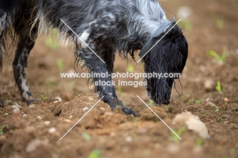 black and white English Setter smelling the ground