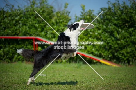 black and white border collie jumping to catch frisbee 