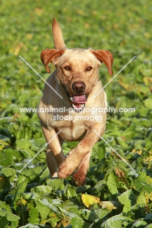 Labrador in field