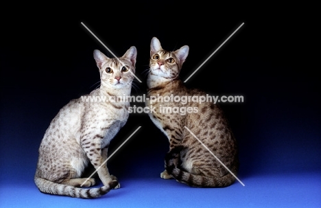 chocolate and silver ocicat together with chocolate ocicat