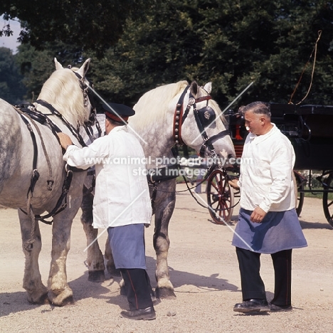 two percheron horses being prepared for parade at haras du pin