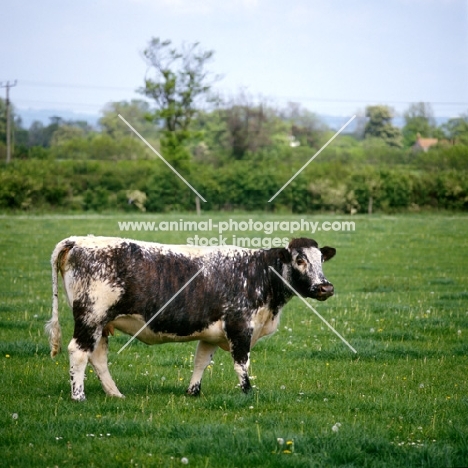 polled longhorn cow in field