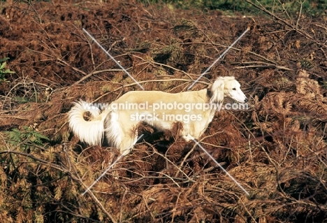 saluki from burydown in bracken