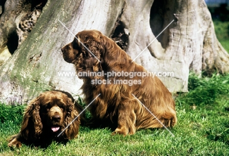 sh ch topjoys sussex harvester; sh ch topjoys sussex nutmeg, two sussex spaniels together