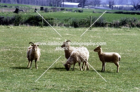 soay sheep at norwood farm