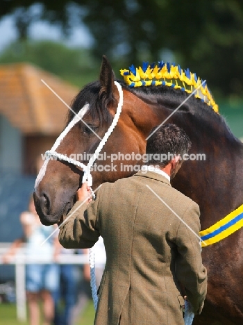 Shire horse at a show