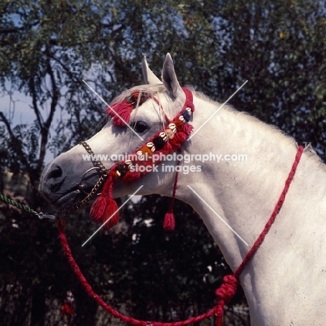 Asuan Russian Arab stallion head study