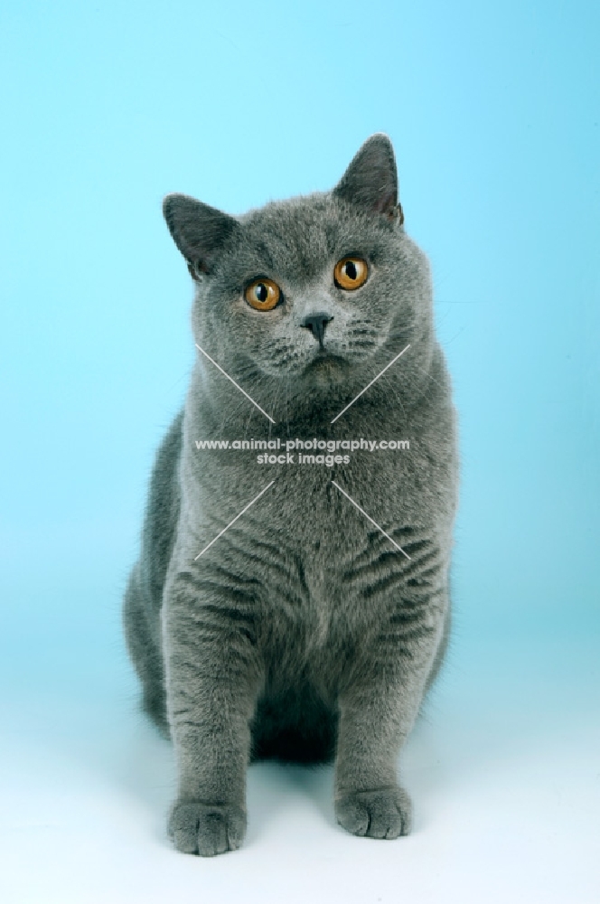 blue british shorthair cat front view