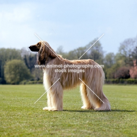 afghan hound posed on grass 