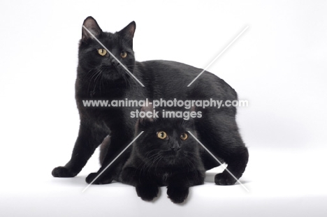 two black Manx cats, one standing over another