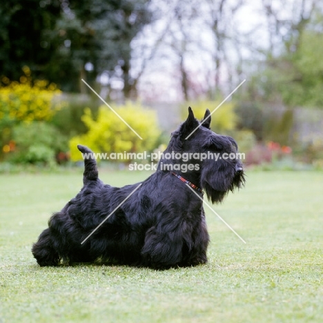gaywyn tyne, scottish terrier standing on grass