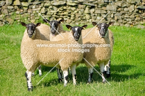 four young Scottish Mule ewes