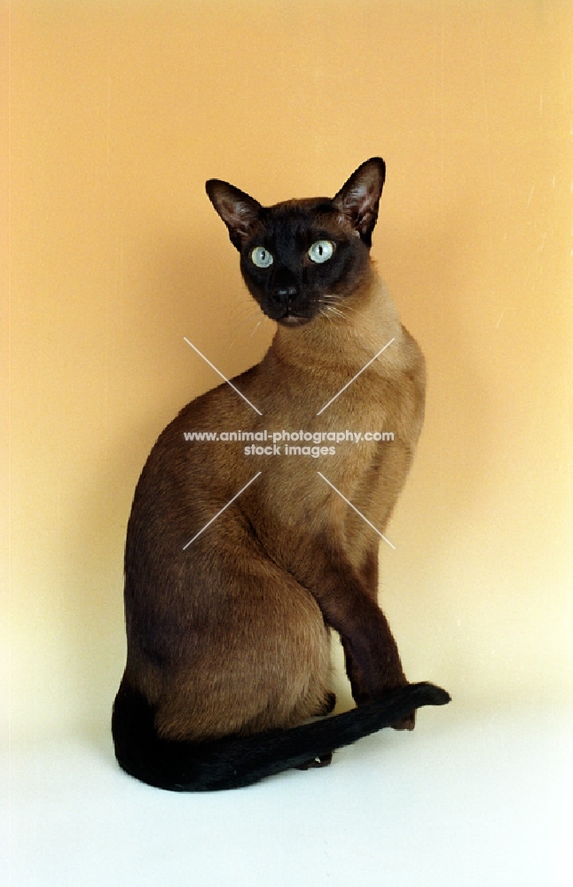 brown Tonkinese cat sitting