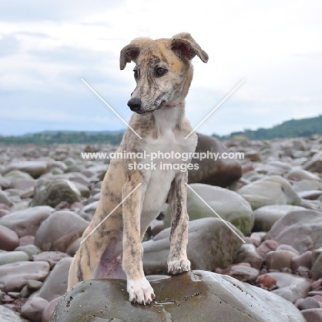 Lurcher puppy on stones