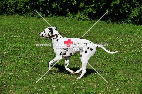 rescue Dalmatian