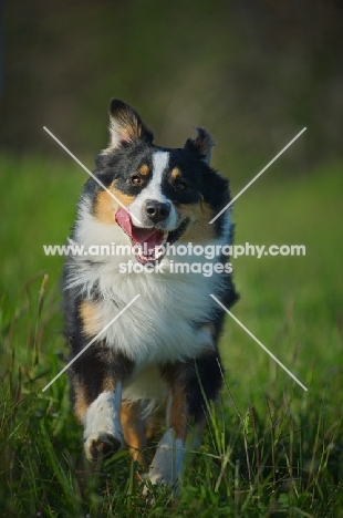 black tri colour australian shepherd running in the grass