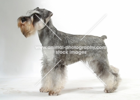 Miniature Schnauzer on white background