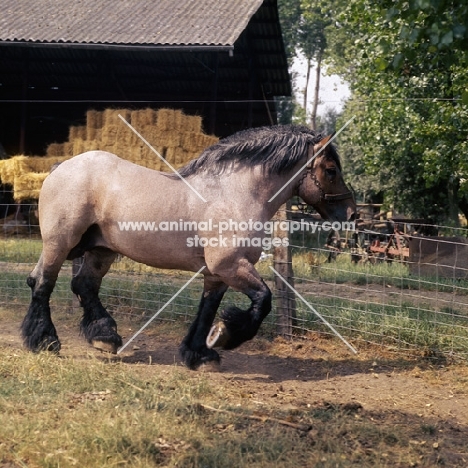 Jupiter de St Trond, Belgian heavy horse full body 