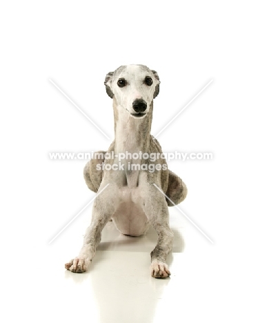 American Show Bred Whippet on white background