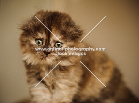 Young Scottish Fold Cat