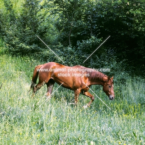 kisber mare in hungary