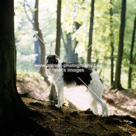 borzoi standing in a forest