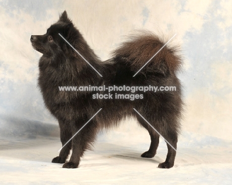 German Spitz (mittel)