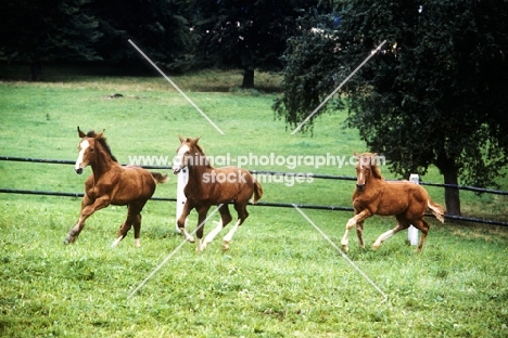 wurttemberger foals at marbach 