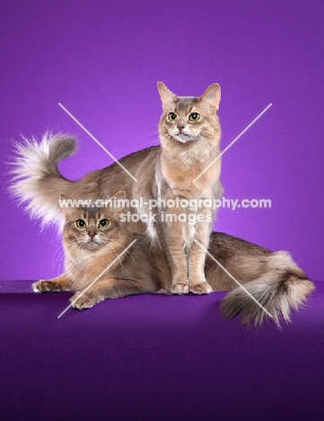 Somali cat standing over another Somali cat